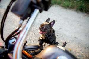 Motorrad und Hund: Geht das - und wann besser nicht?